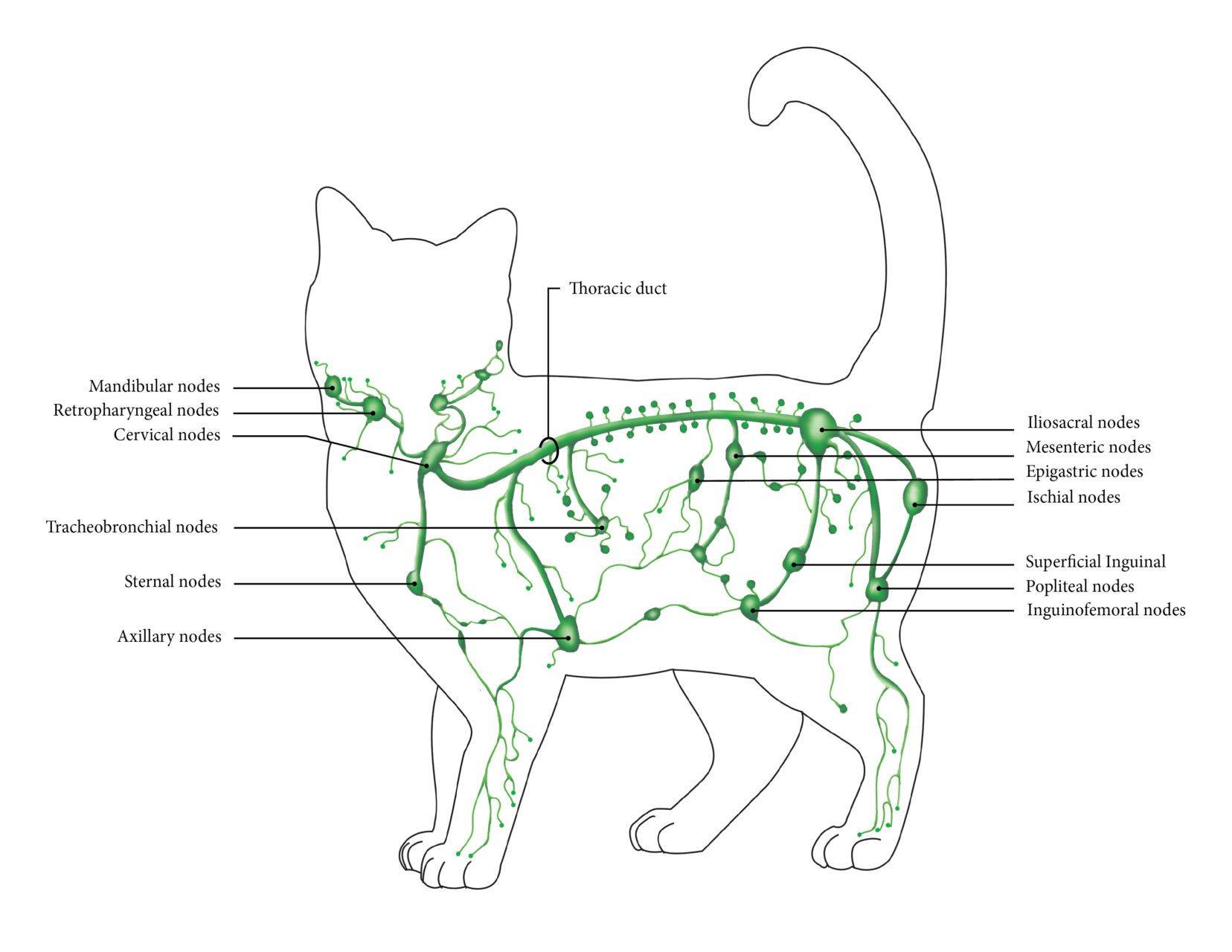 Сколько сосков у кошки: варианты нормы и патологии