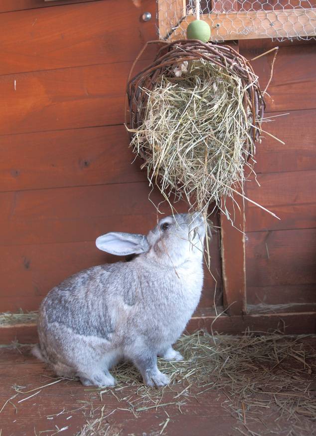 Как заготовить сено и корма для кроликов?