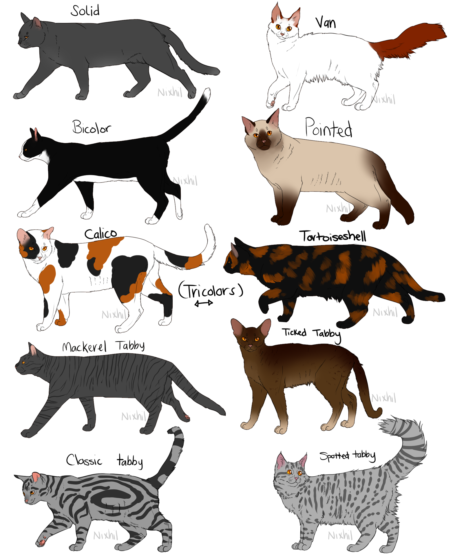 Особенности окраса табби у кошек – тигрового, классического и пятнистого: какие породы котов могут его иметь?