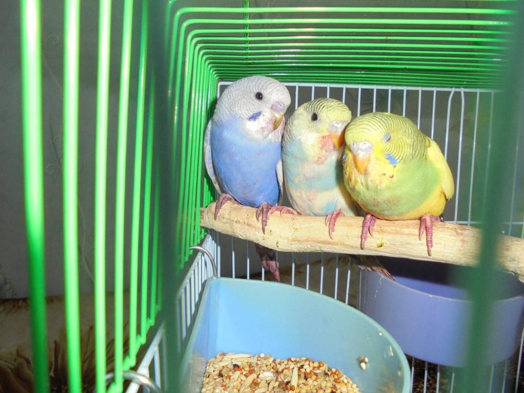 Как живут попугаи разных пород в одной квартире