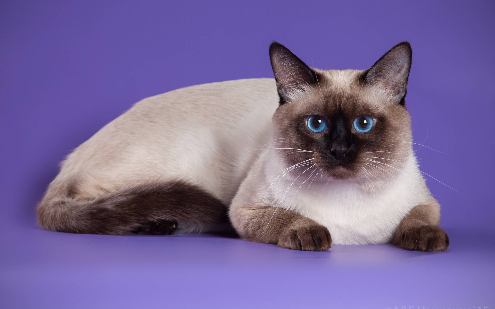 Сколько живут сиамские кошки в домашних условиях? - окружающий мир вокруг нас