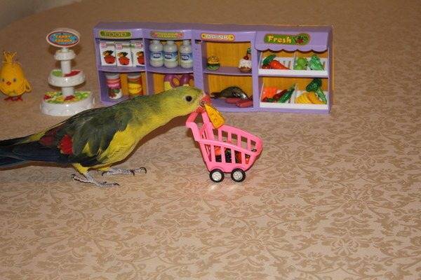 Чем развлечь волнистого попугая — обзор игрушек
