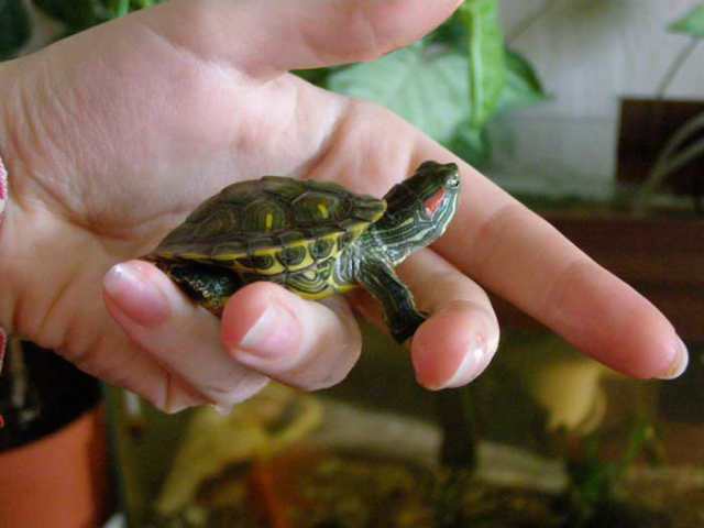 Чем кормить черепаху зимой: рацион питания сухопутных и красноухих черепах в зимний период