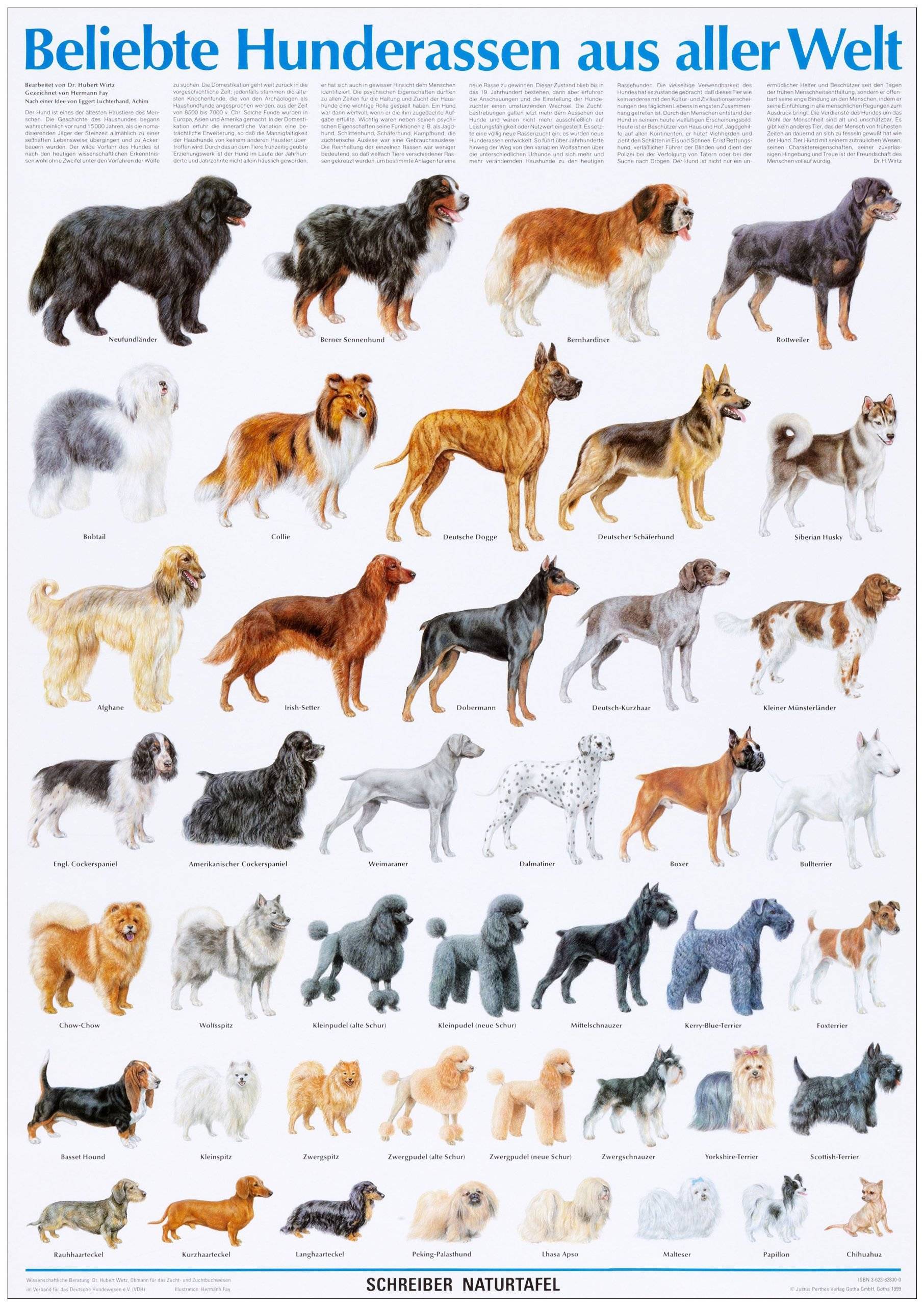 Средние породы собак - названия и фото (каталог)
