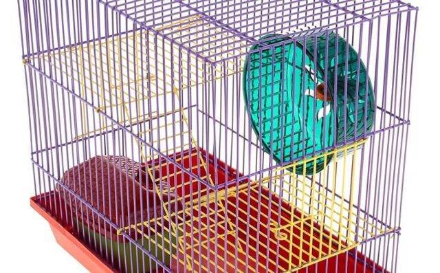 Как правильно играть с шиншиллой и какие игрушки можно использовать