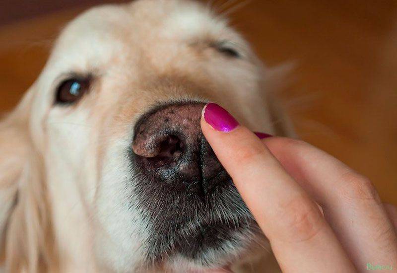Сухой нос у собаки: причины и действия