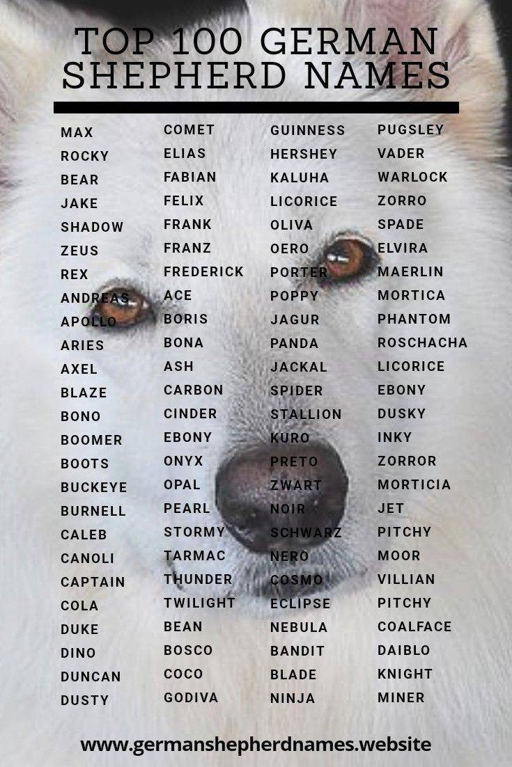 Имена для собак девочек 2020 красивые клички, легкие, маленьких и больших пород, значение щенка
