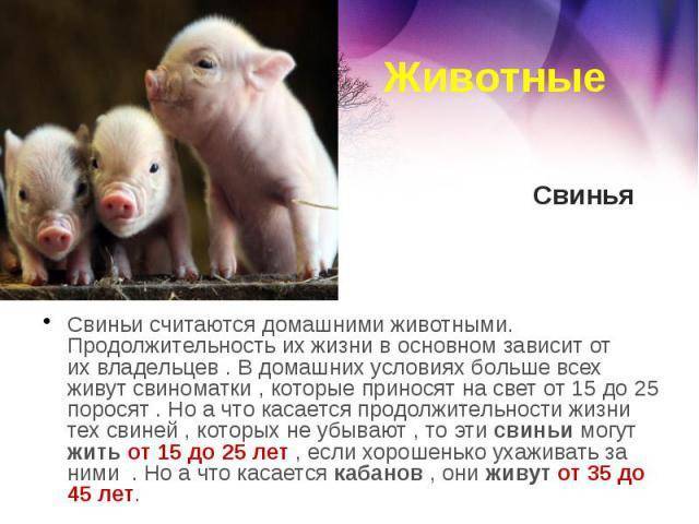 Мини-пиг - декоративная свинья в вашем доме