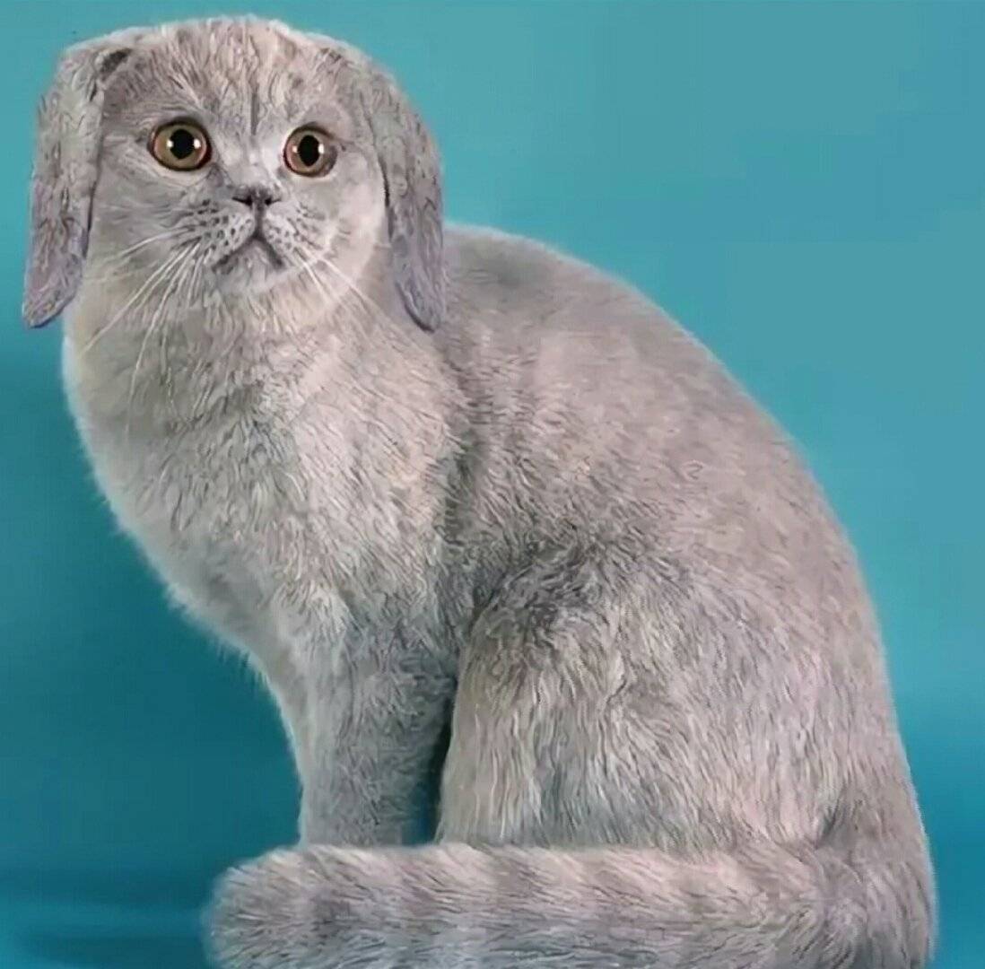Шотландская вислоухая кошка (скоттиш фолд): 80 фото, описание, окрас, характер кошек