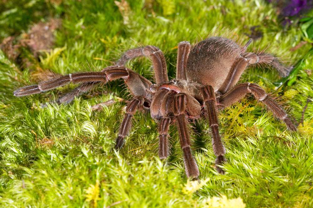 Самые страшные пауки – вся правда об арахнидах