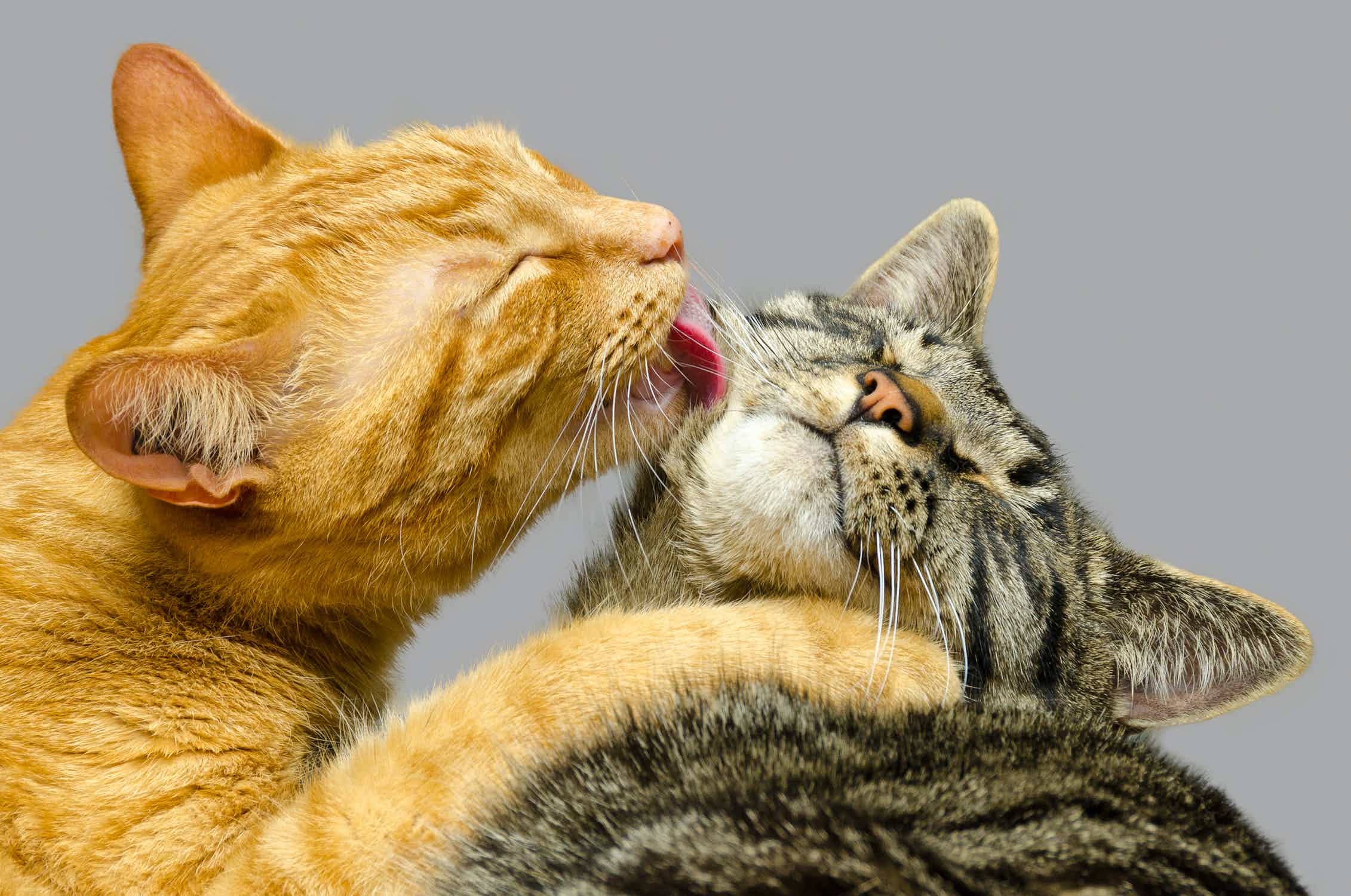 Почему нельзя целовать кошек? интересные факты и утверждения | ваши питомцы