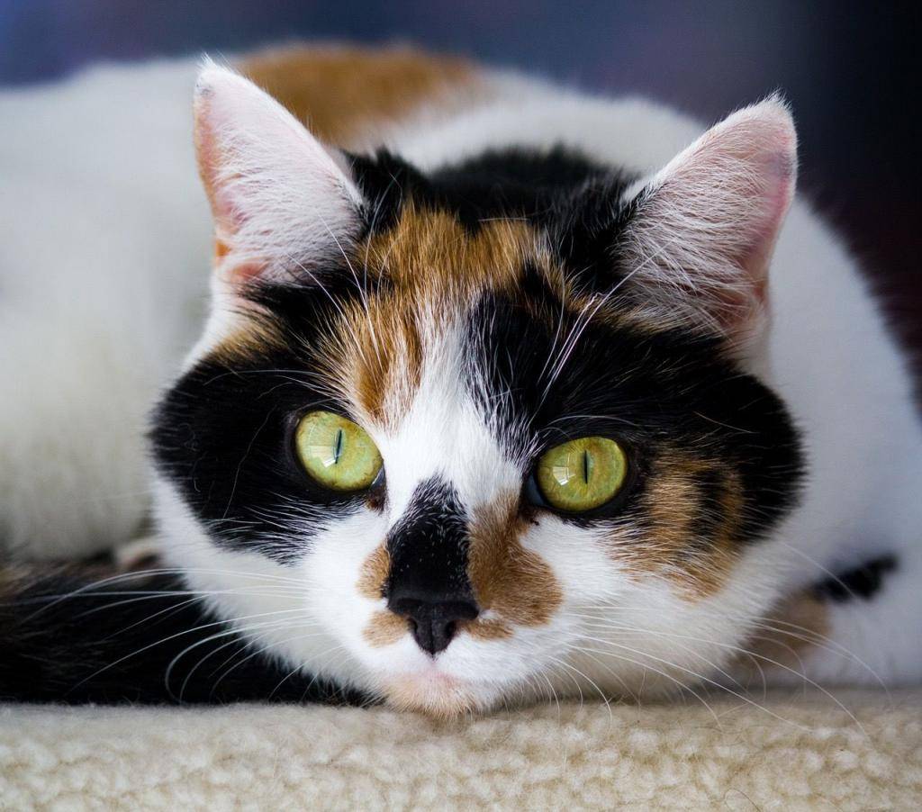 Трехцветная или трехшерстная кошка в доме – приметы и суеверия