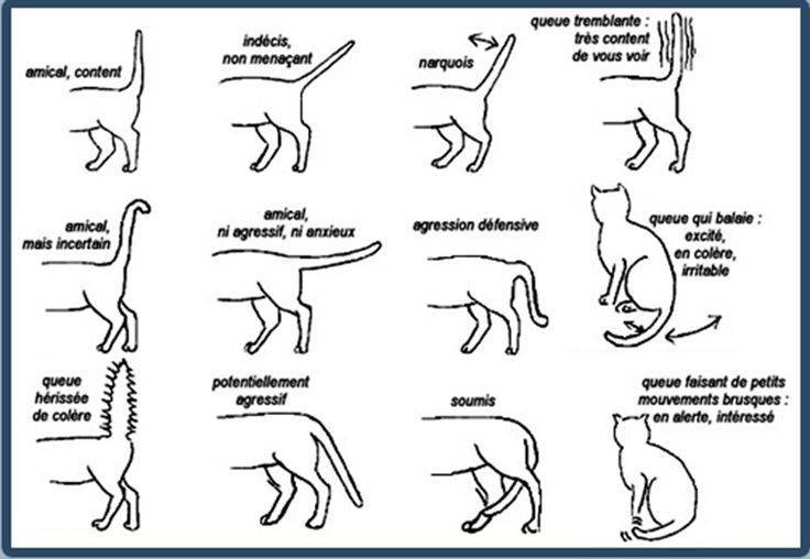 О чем «говорит» кошачий хвост: разбираем все положения