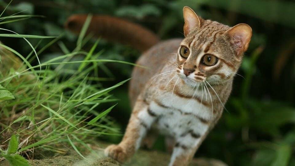 Ржавая кошка – маленький лесной хищник