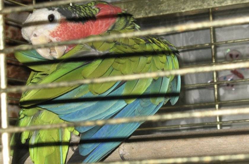 Все, что нужно знать о попугаях амазонах