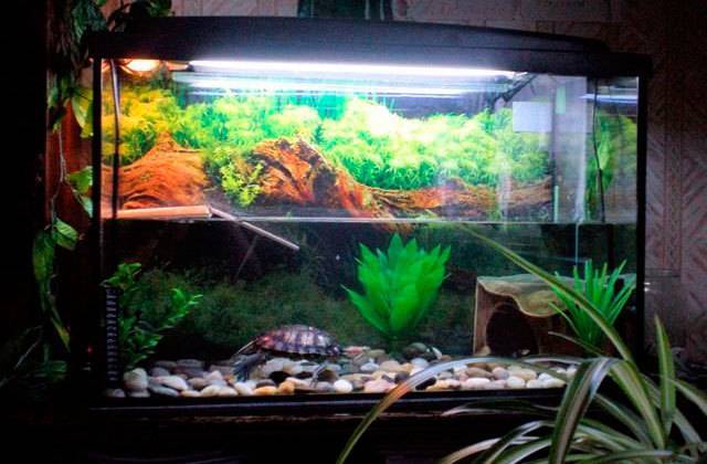 Как обустроить аквариум для красноухой черепахи — обобщенный взгляд