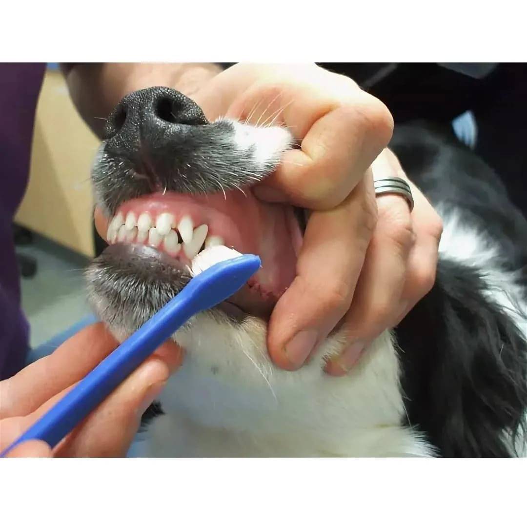 Чистка зубного камня у собаки ультразвуком