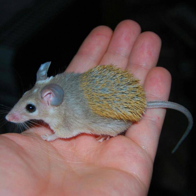 Иглистая египетская мышь, отличительная мышка ⋆ всё о домашних животных!