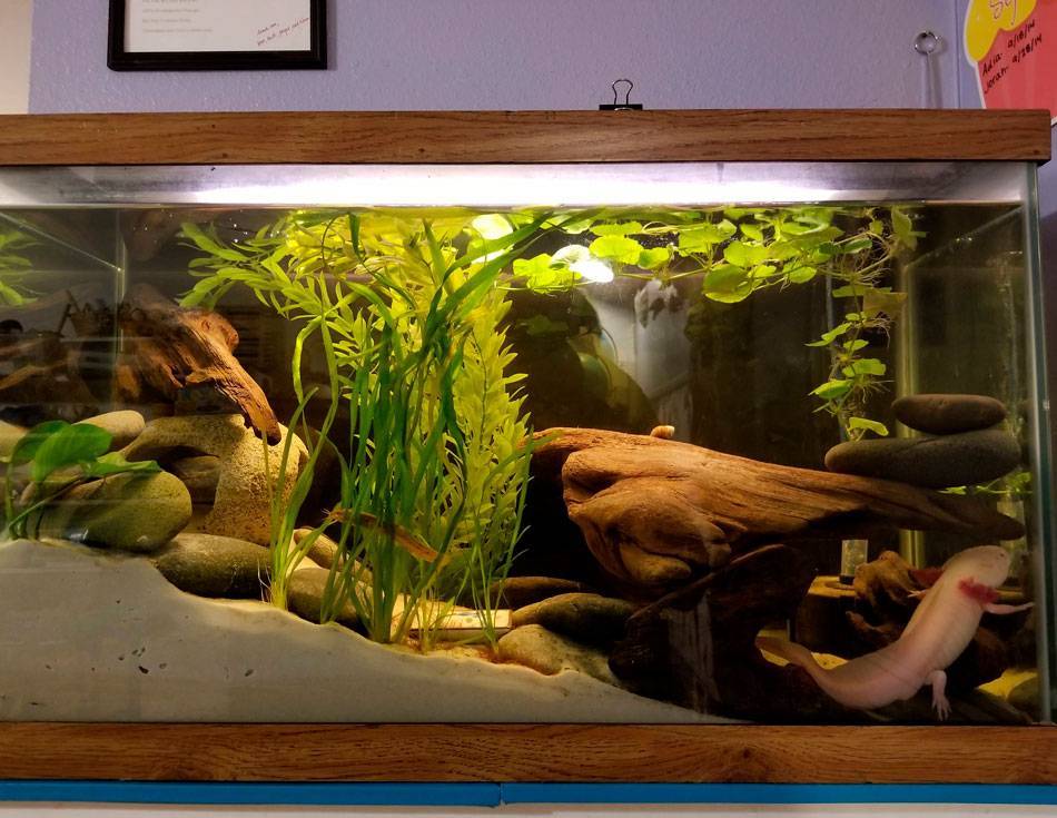 Как выбрать аквариум - полезные советы для начинающих (100 фото и видео)