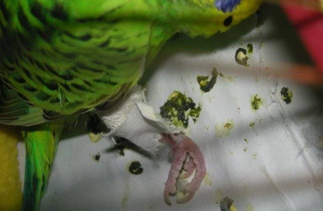 Травмы попугаев – причины, признаки, первая помощь птице