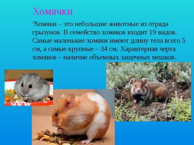 Дикий хомяк: фото и описание вида, меры борьбы и защиты на дача русский фермер