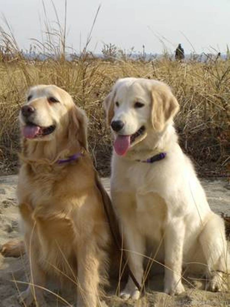 Лабрадор и ретривер: в чем разница между породами собак