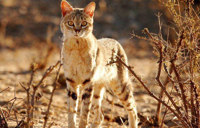 Дикая [африканская степная] кошка. felis libyca forster, 1970 = дикая [африканская степная] кошка