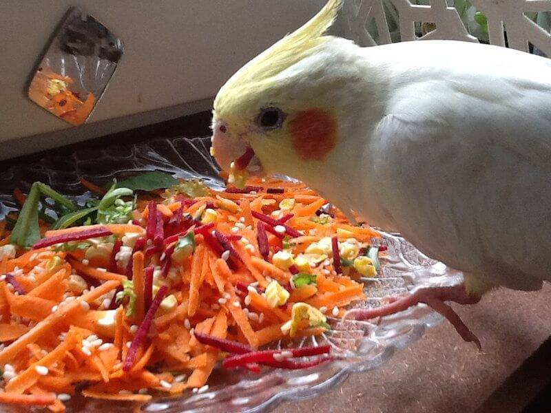 Как правильно кормить волнистых попугаев
