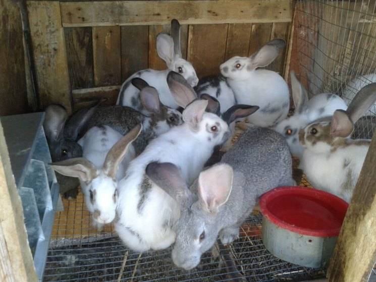 Выращивание кроликов на мясо в домашних условиях