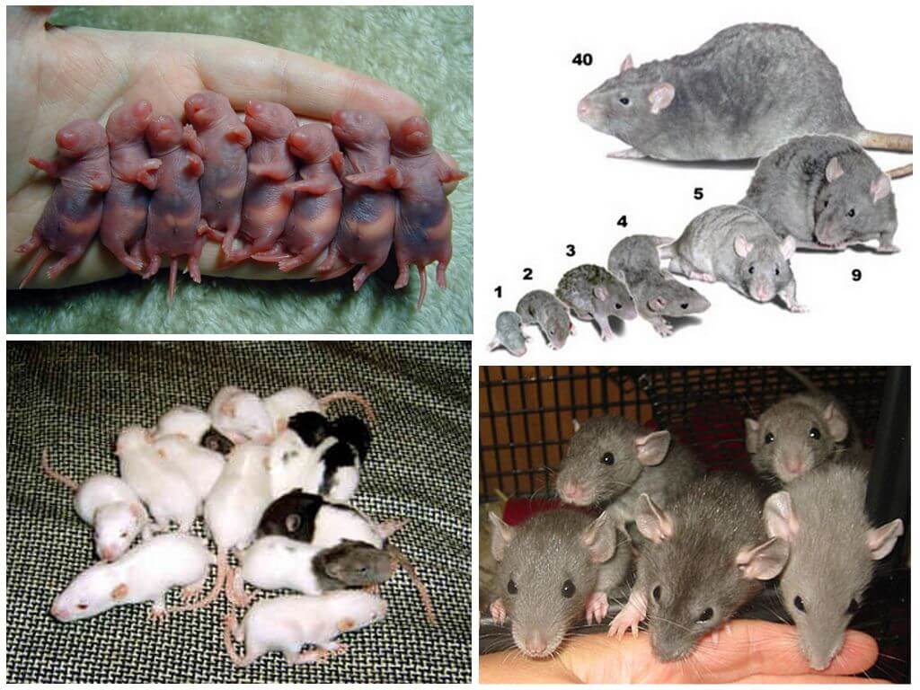 Беременность у мышей