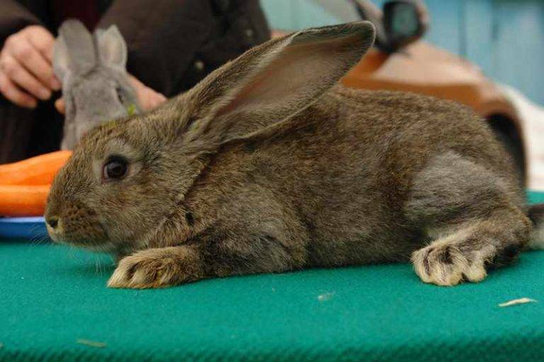 Кролик ризен — описание немецкой породы, характеристика и особенности разведения