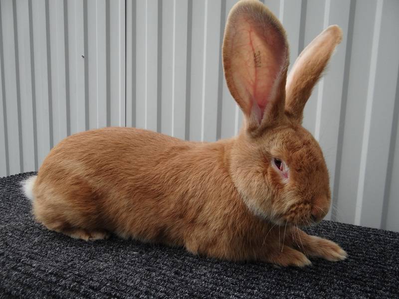Обзор рыжих кроликов: описание и фото
обзор рыжих кроликов: описание и фото