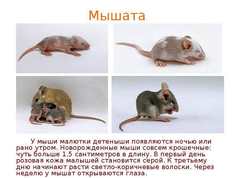 Декоротивные мыши — уход, содержание и разновидности домашних мышей