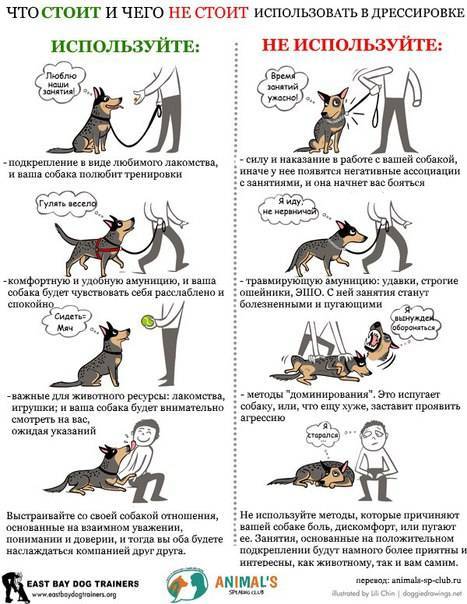 Список команд для собак и как им обучить питомца