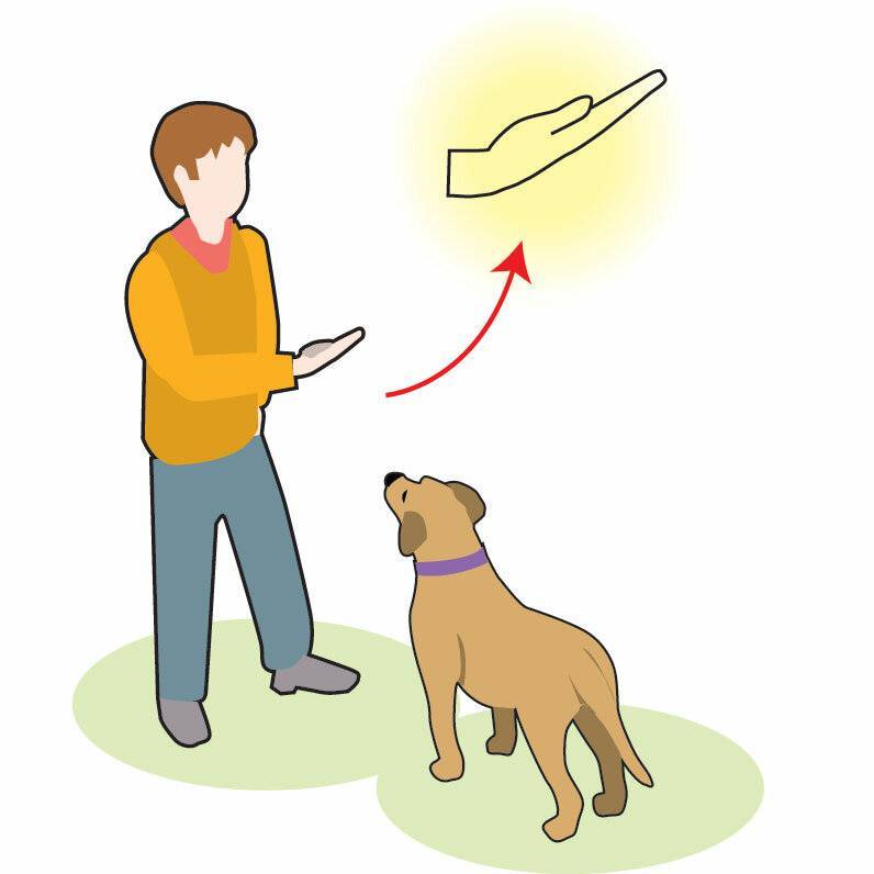 Как дрессировать взрослую собаку в домашних условиях и научить выполнять команды