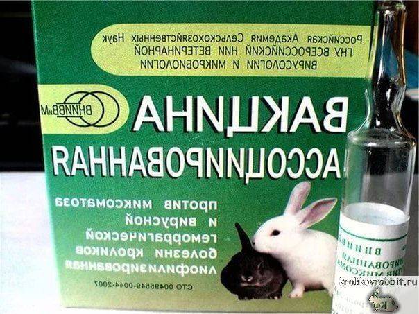 Геморрагическая болезнь у кроликов: что это такое и как лечить