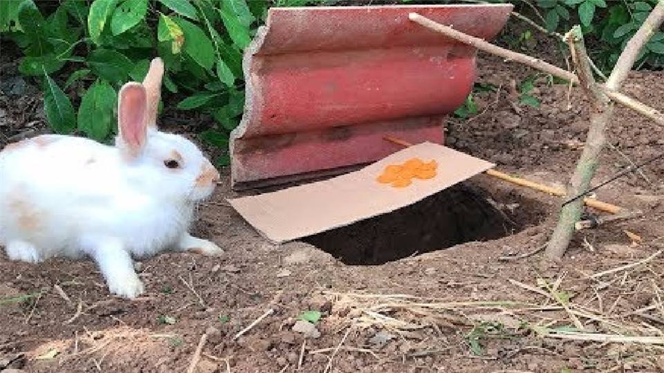 Клондайк как поймать кролика на опушке. как быстро поймать сбежавшего кролика в огороде