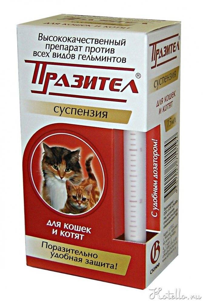 Лекарства для кошек от глистов: названия и виды препаратов - kotiko.ru