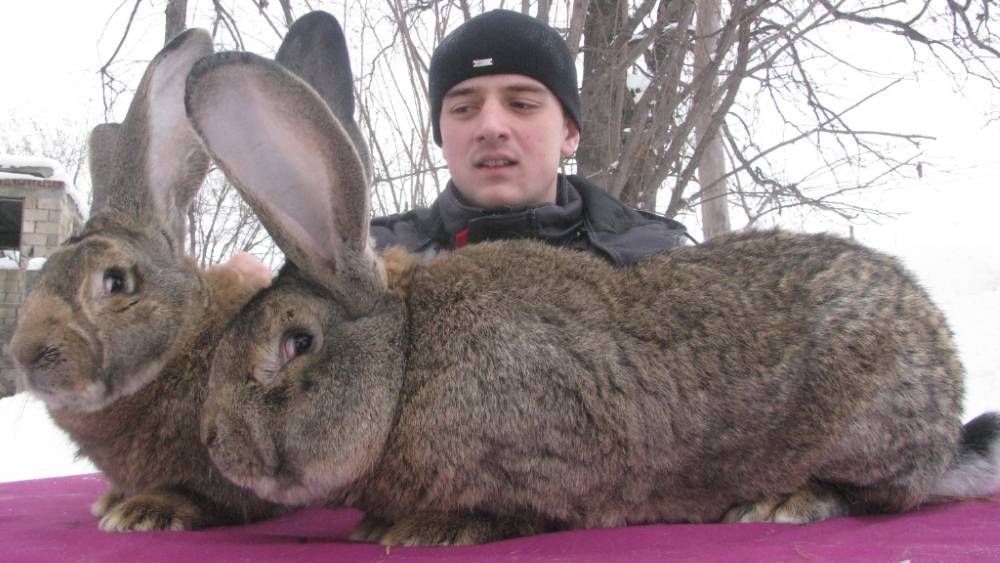 Кролики великаны: обзор самых крупных пород животных