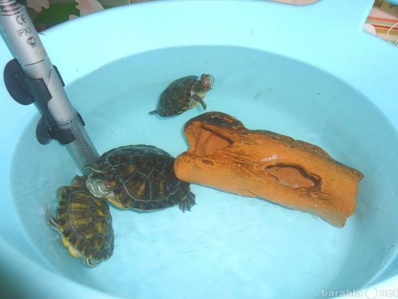 Как ухаживать за красноухой черепахой в домашних условиях: правила содержания, ухода и кормления питомца