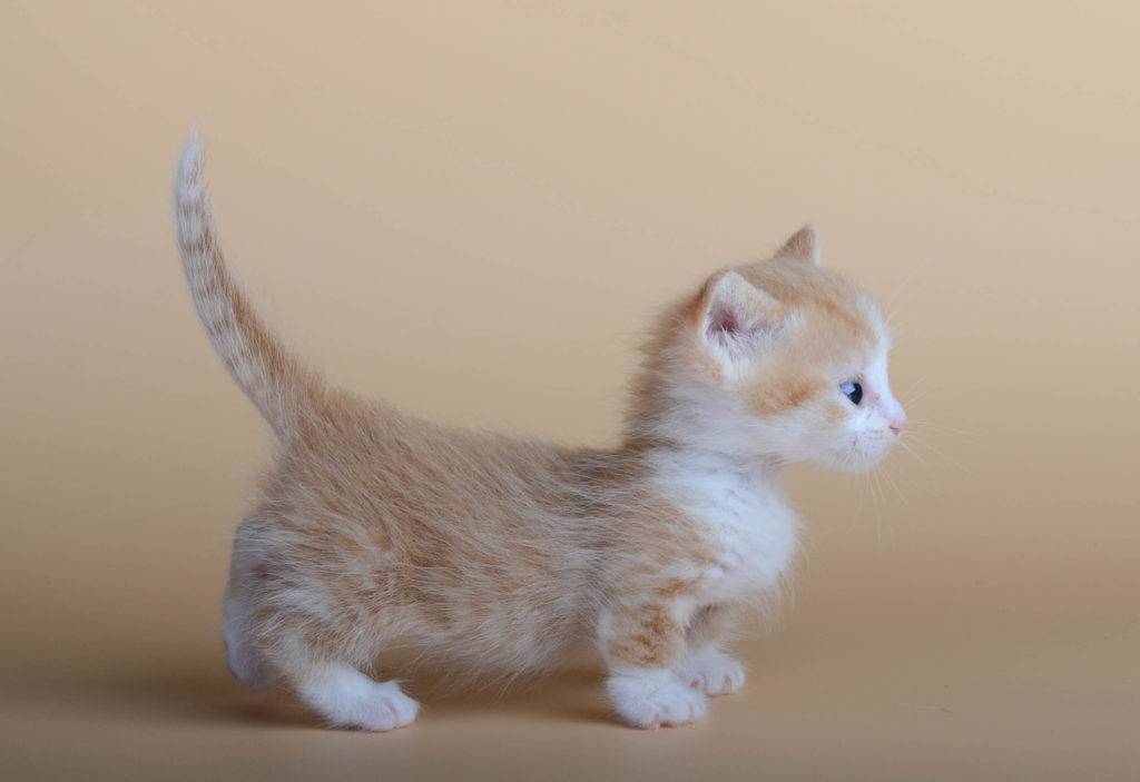 Топ-10 самых маленьких пород кошек