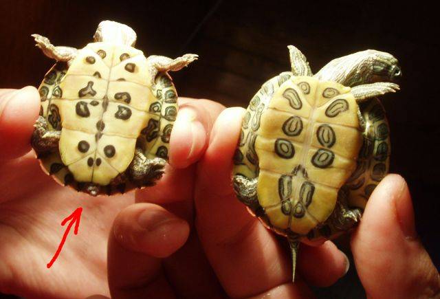 ᐉ как определить пол красноухой черепахи: отличаем мальчиков от девочек - zoopalitra-spb.ru