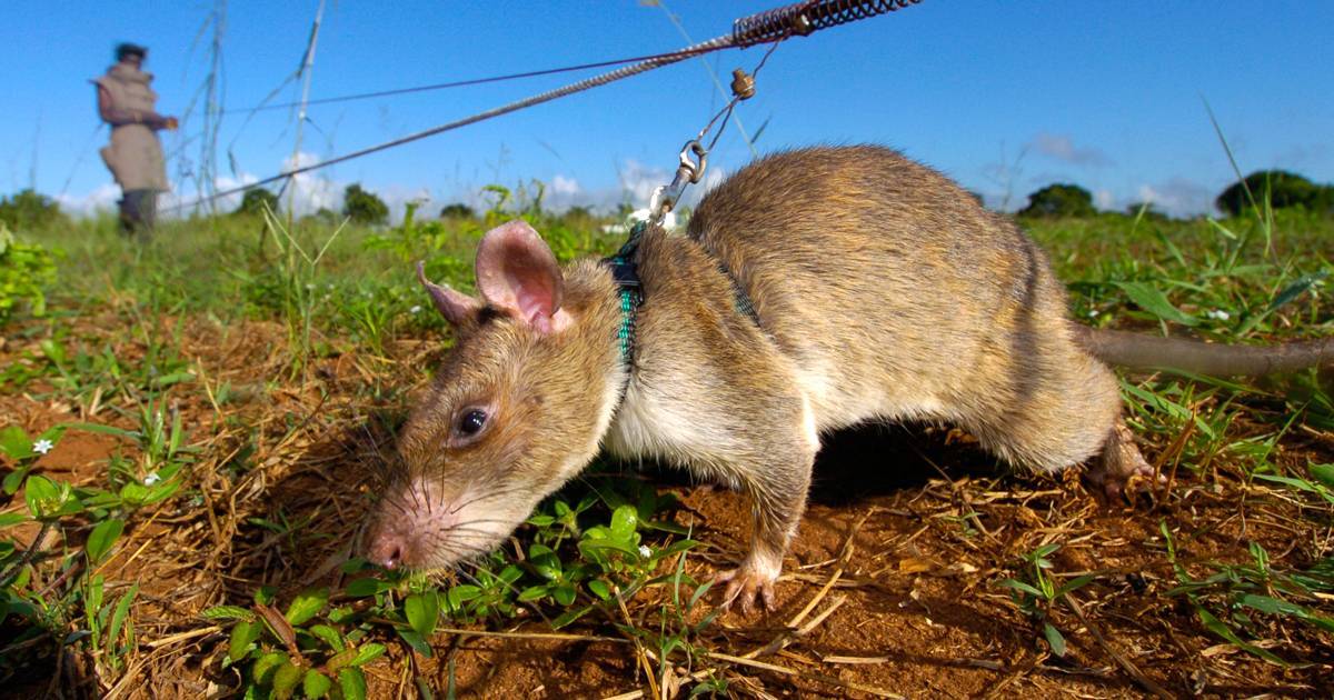 Крысы: описание, виды, что едят, сколько живут декоративные крысы