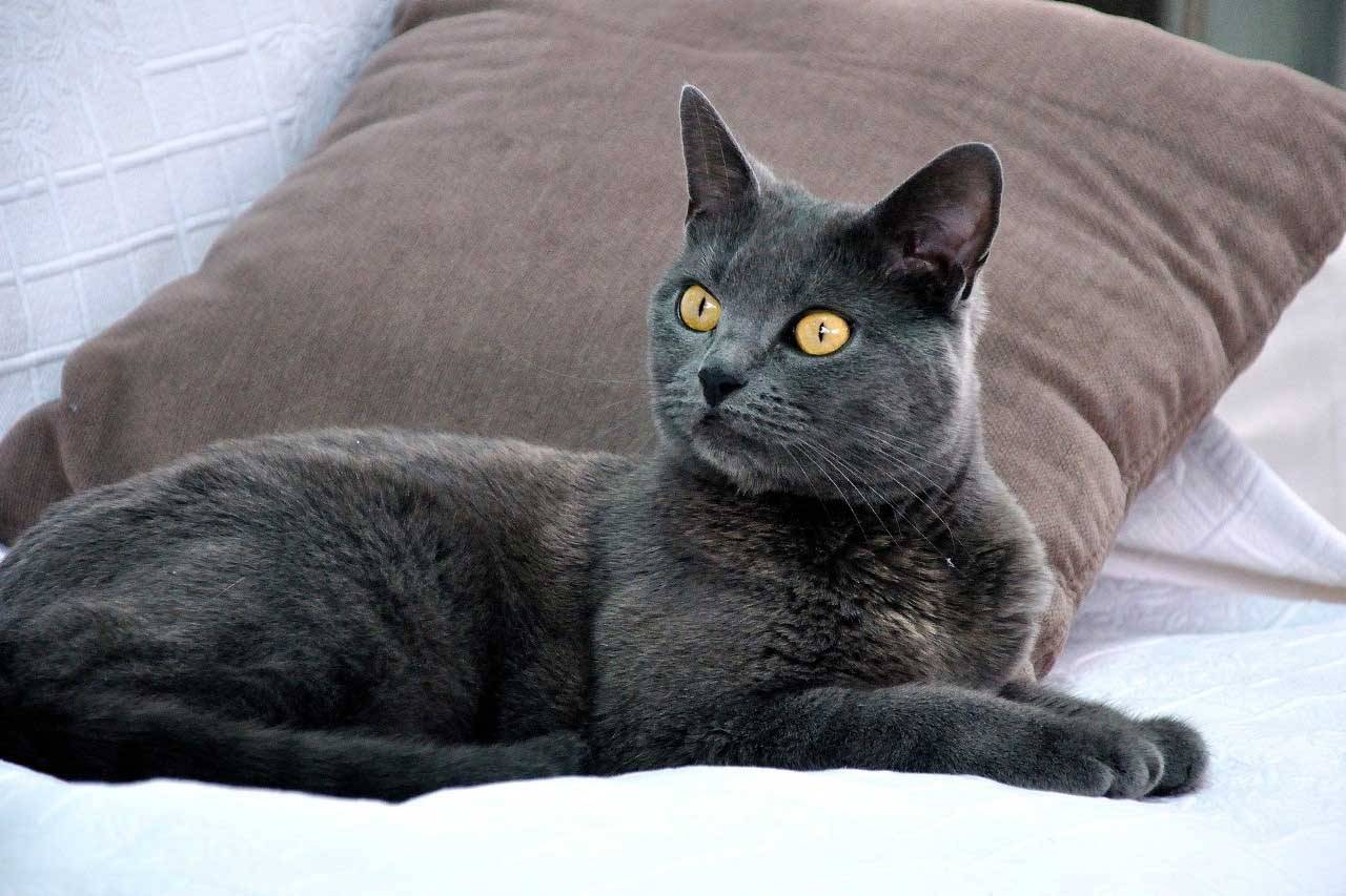 Спокойная порода кошек для квартиры с фото и описанием