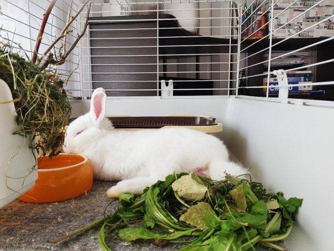 Как ухаживать за декоративным кроликом