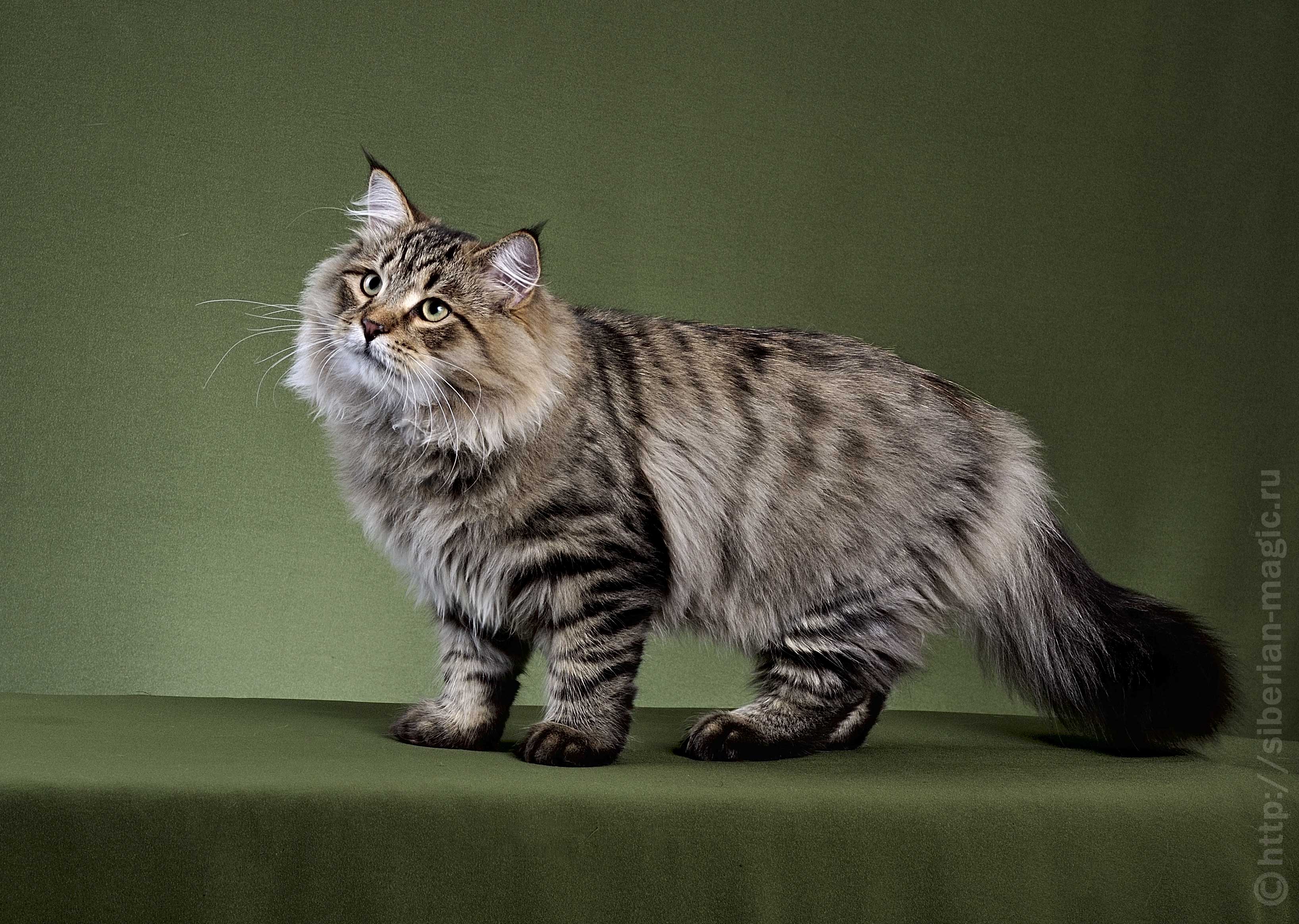 Сибирская кошка длинношерстная мраморная