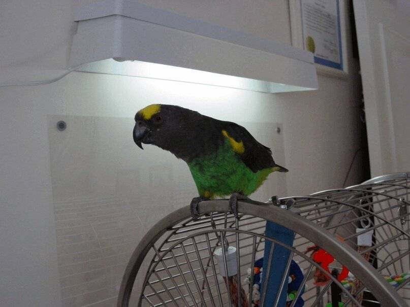 Лампа для попугая: ультрафиолетовая, какую выбрать