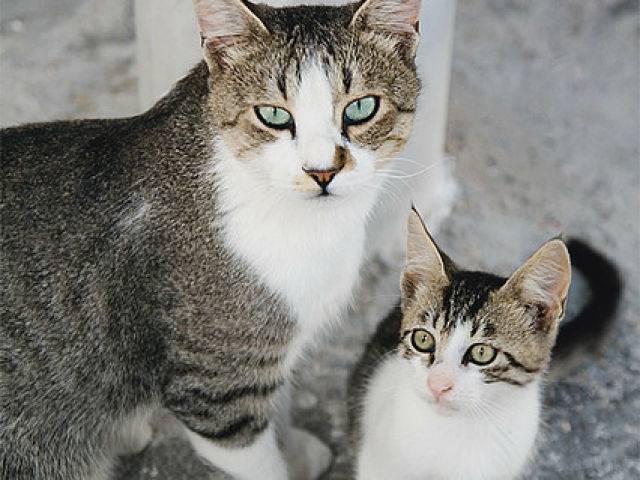 Эгейская кошка: описание породы, характер, фото эгейской кошки