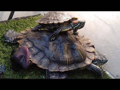 Шпороносная черепаха | мир животных и растений