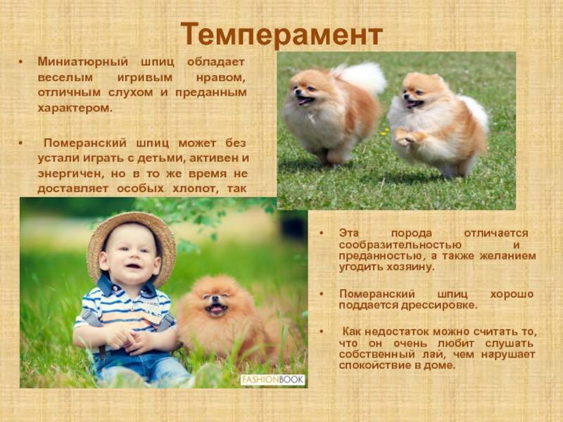Померанский шпиц - породы собак | некоммерческий учебно-познавательный интернет-портал зоогалактика